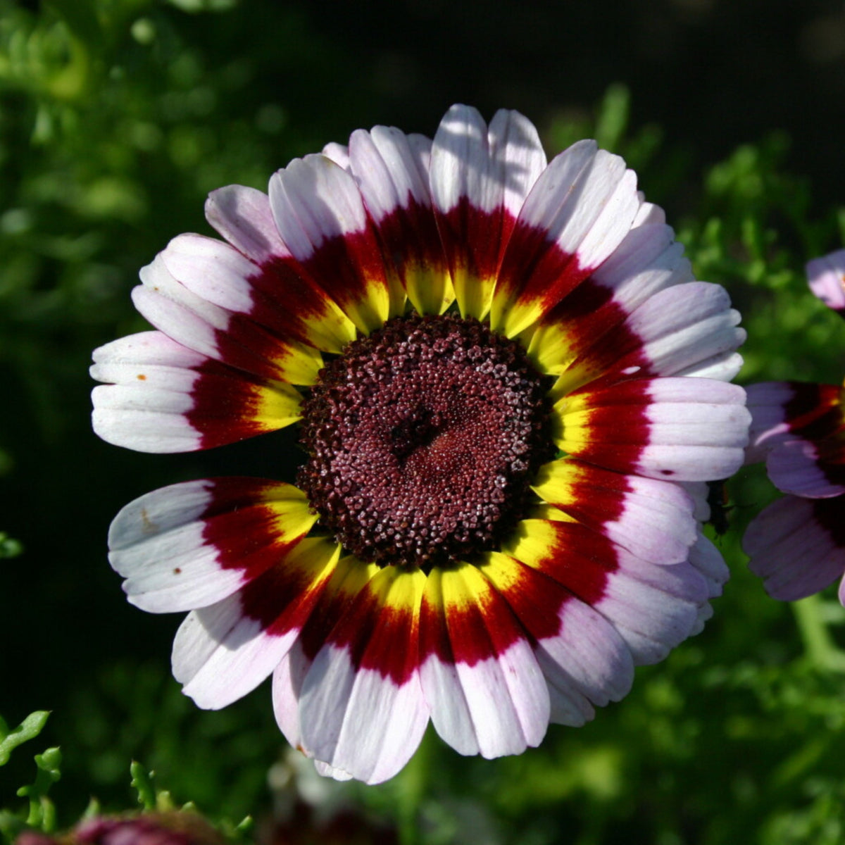Painted Daisy Seeds - Attracts Bees & Butterflies, 100+ seeds