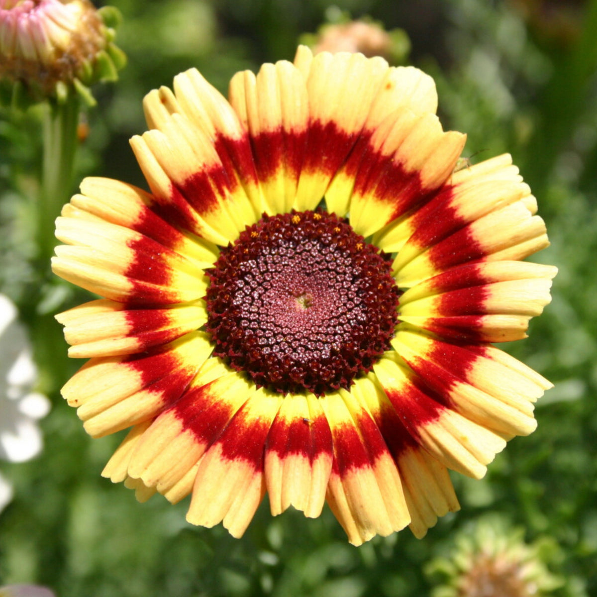 Painted Daisy Seeds - Attracts Bees & Butterflies, 100+ seeds