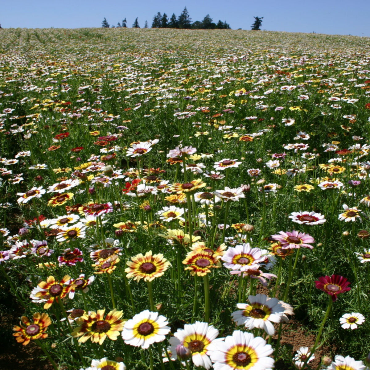 Painted Daisy Seeds - Attracts Bees & Butterflies, 100+ seeds
