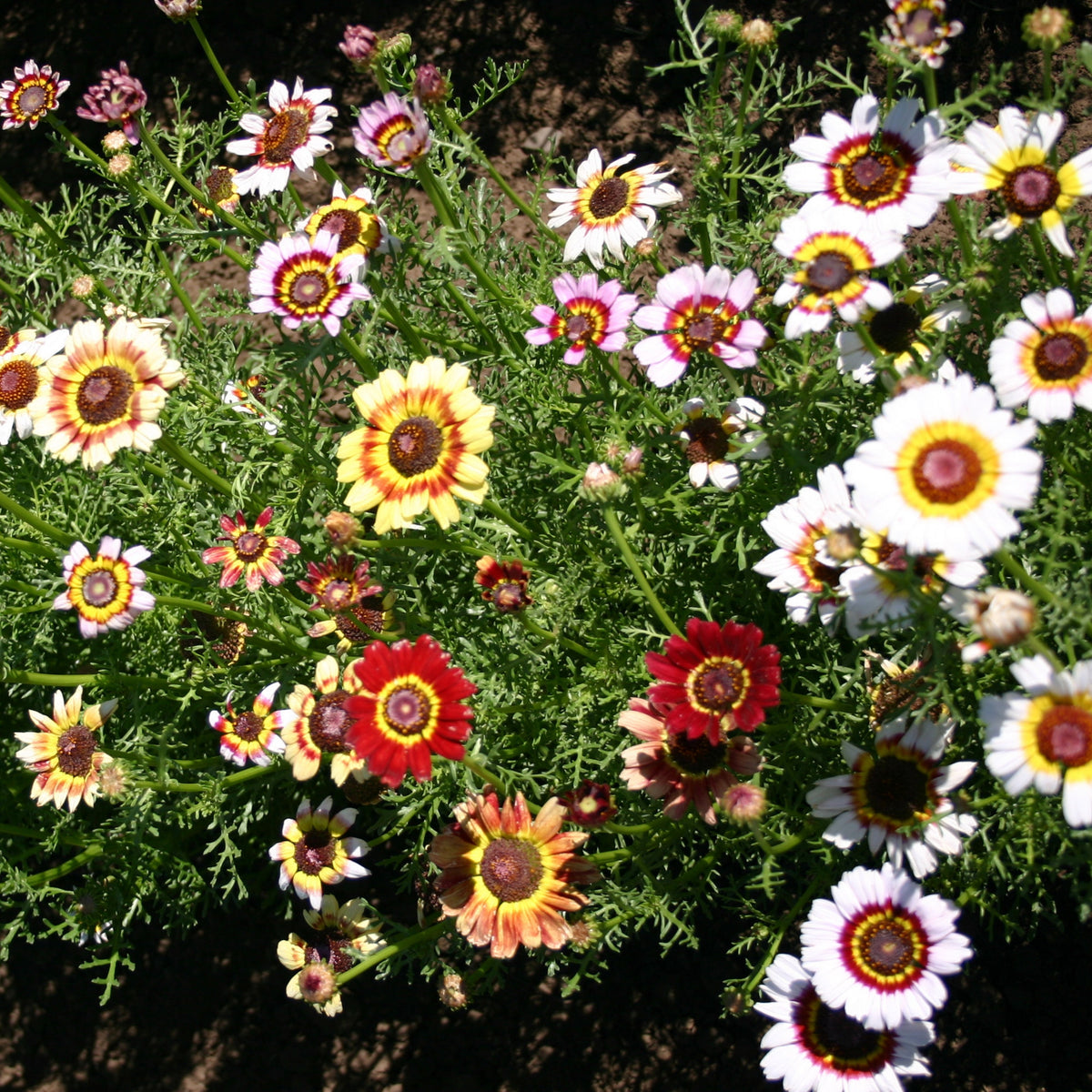 Painted Daisy Seeds - Attracts Bees & Butterflies, 100+ seeds