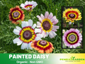 100 Seeds| Painted Daisy Seeds- Bellis perennis Charming Perennial Flower Blooms for Garden Borders Containers and Lawns, Attracts bees & butterflies#N008