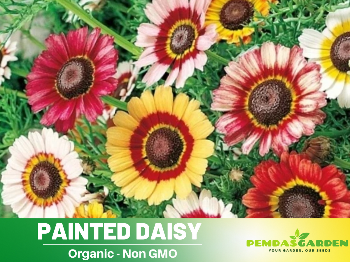 daisy plant seeds 100+ Seeds| Painted Daisy seeds