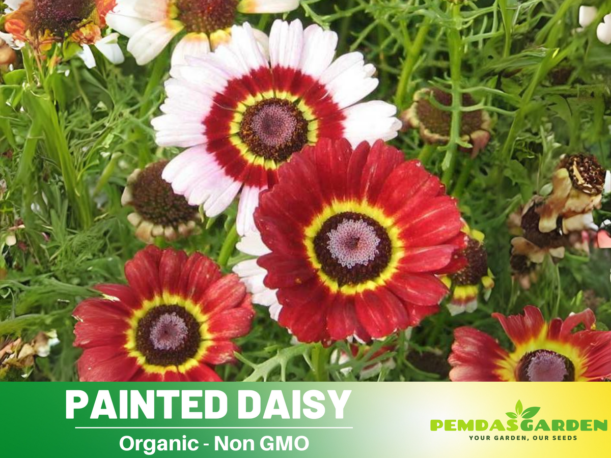 100+ Seeds| Painted Daisy seeds #N008