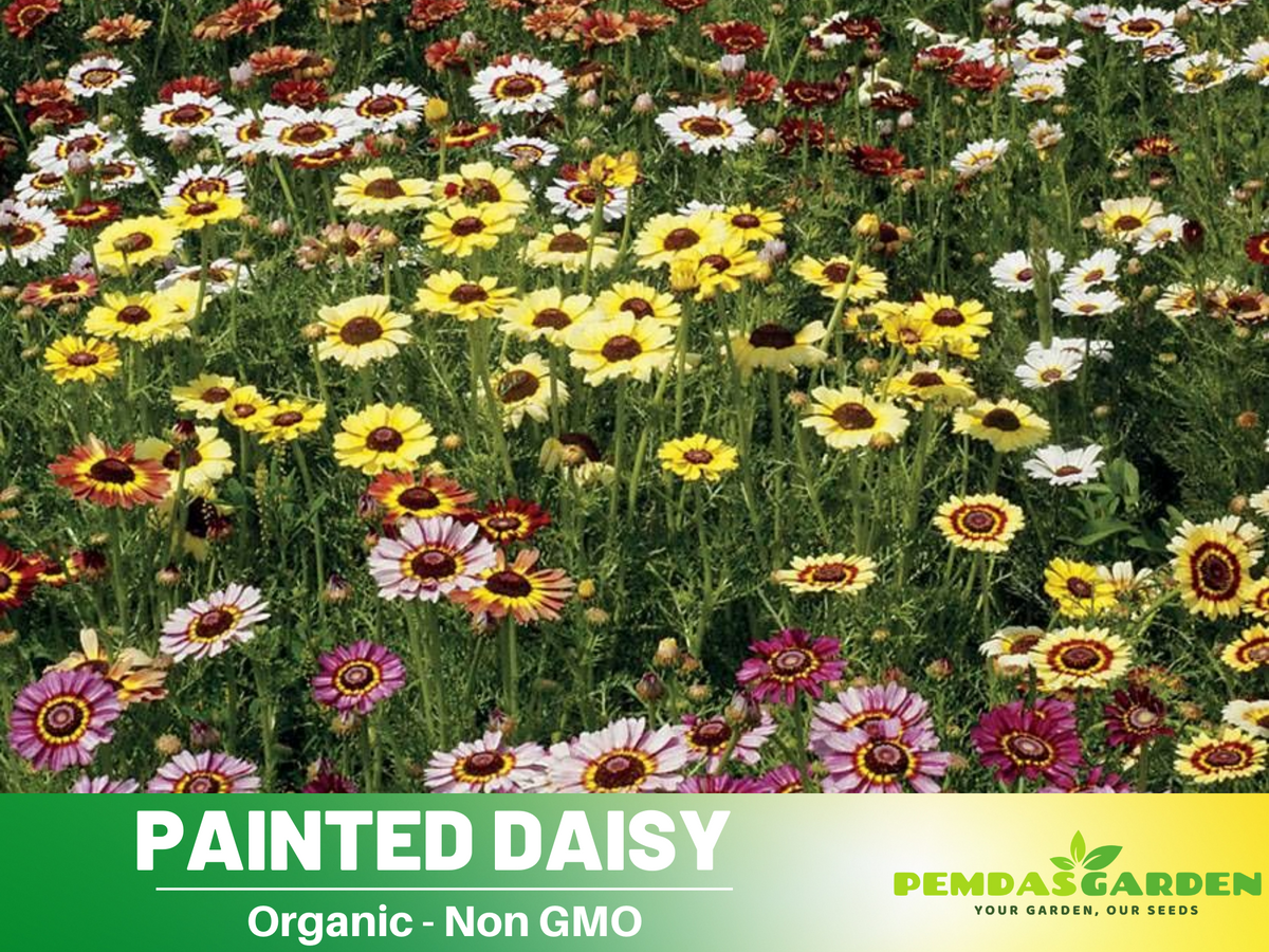 100 Seeds| Painted Daisy Seeds- Chrysanthemum Seeds #N008