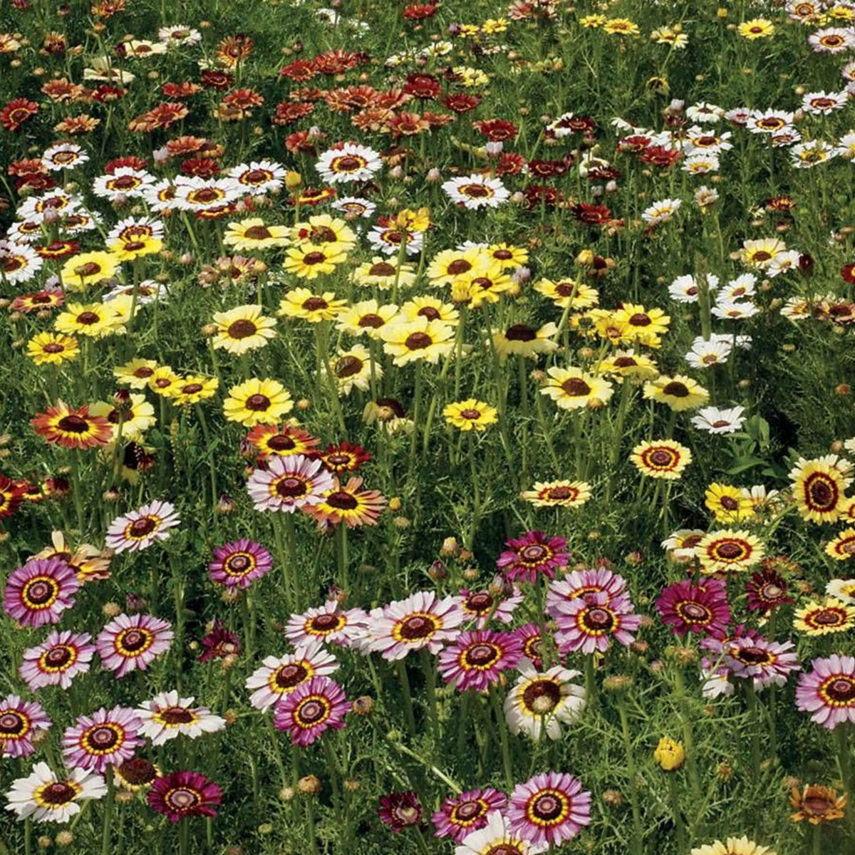 Painted Daisy Seeds - Attracts Bees & Butterflies, 100+ seeds