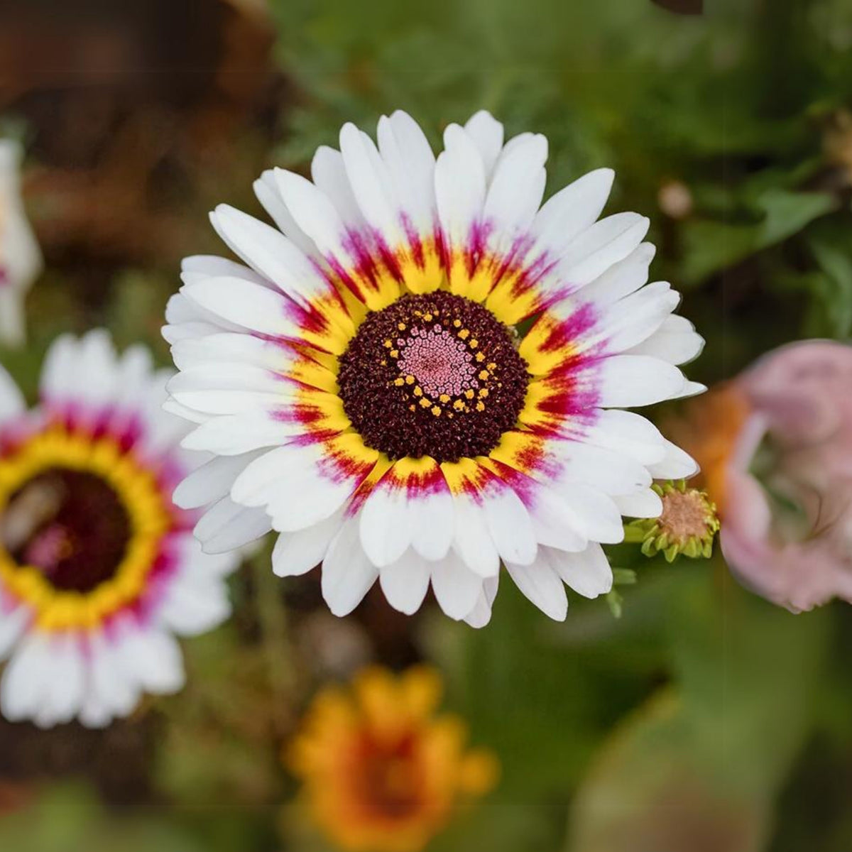 Painted Daisy Seeds - Attracts Bees & Butterflies, 100+ seeds
