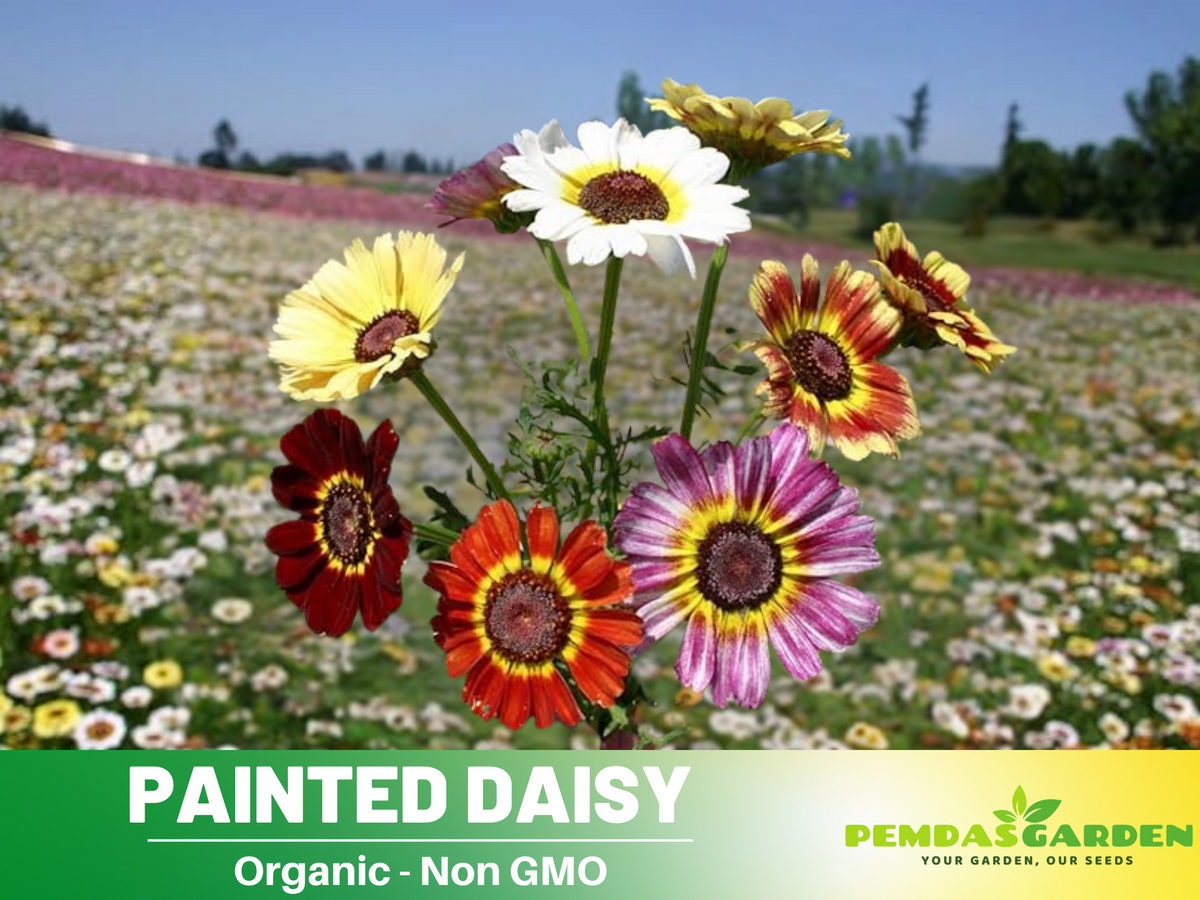 100+ Seeds| Painted Daisy seeds #N008