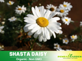 100 Seeds|  Shasta Daisy Seeds - Bellis perennis Charming Perennial Flower Blooms for Garden Borders Containers and Lawns, Attracts bees & butterflies #N009