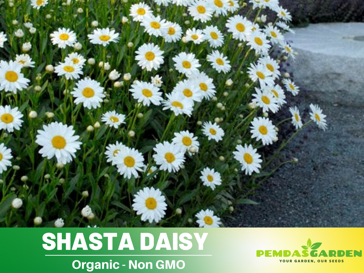 100 Seeds|  Shasta Daisy Chrysanthemum Seeds  #N009