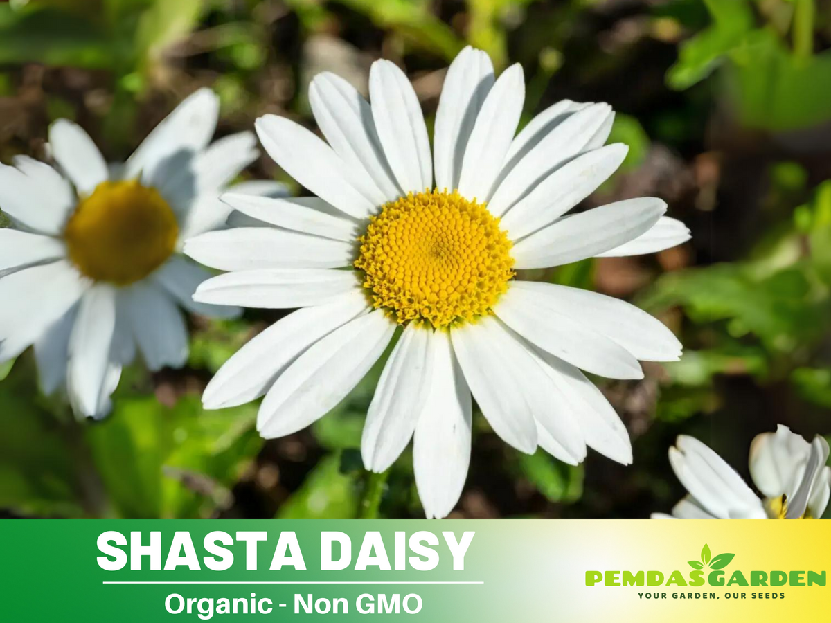 100 Seeds|  Shasta Daisy Chrysanthemum Seeds  #N009