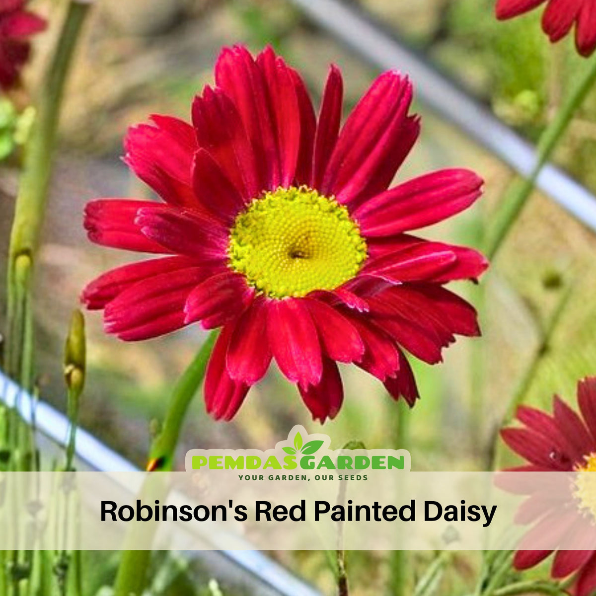 Robinson's Red Daisy Seeds - Attracts Bees & Butterflies, 100 seeds
