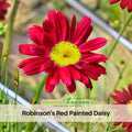 100 Seeds| Robinson's Red Daisy Seeds - Bellis perennis Charming Perennial Flower Blooms for Garden Borders Containers and Lawns, Attracts bees & butterflies#N010