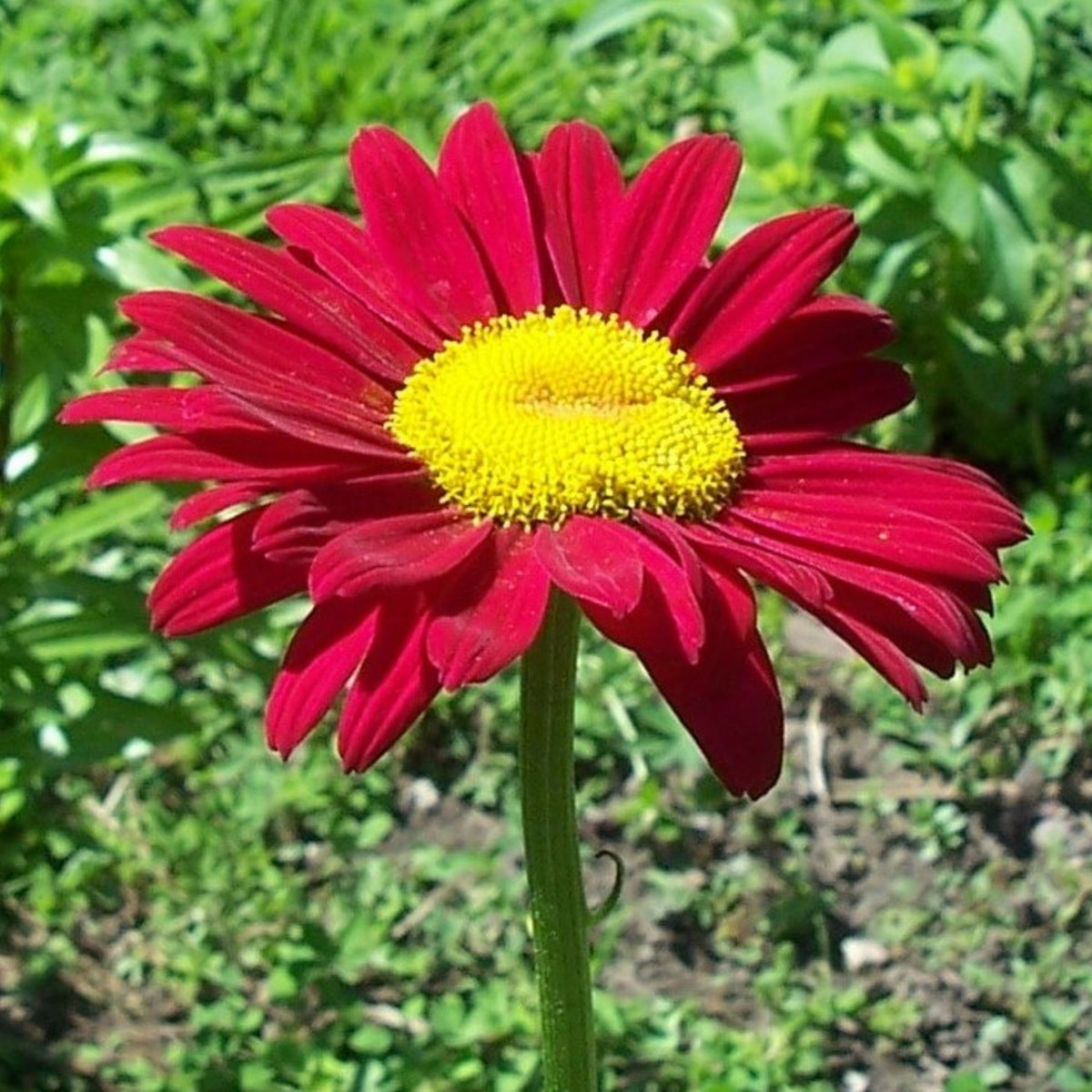 Robinson's Red Daisy Seeds - Attracts Bees & Butterflies, 100 seeds