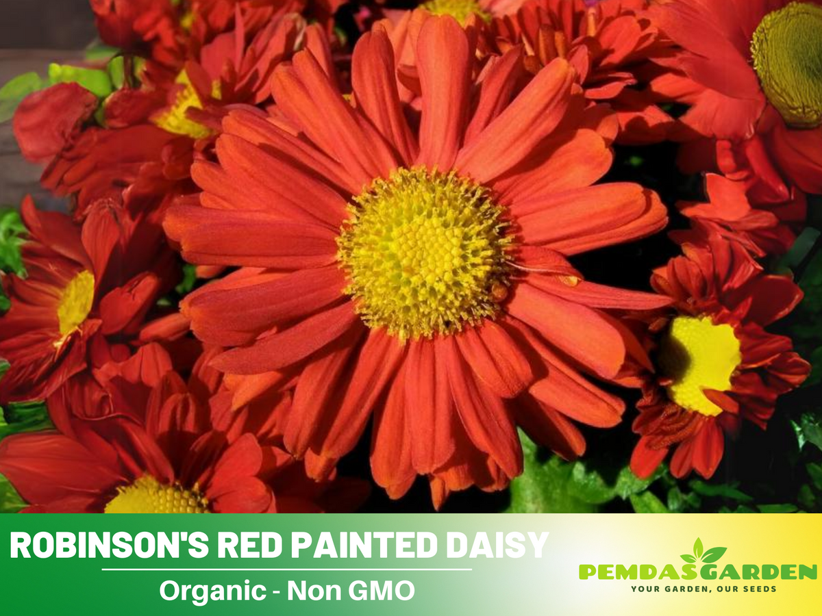 100 Seeds| Robinson's Red Chrysanthemum Seeds #N010