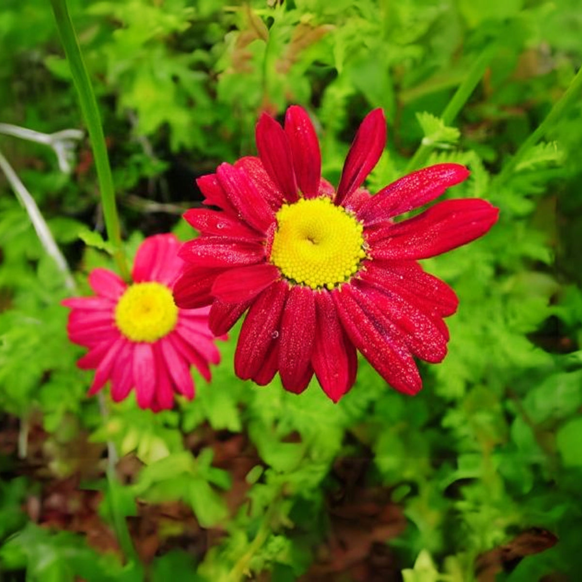 Robinson's Red Daisy Seeds - Attracts Bees & Butterflies, 100 seeds