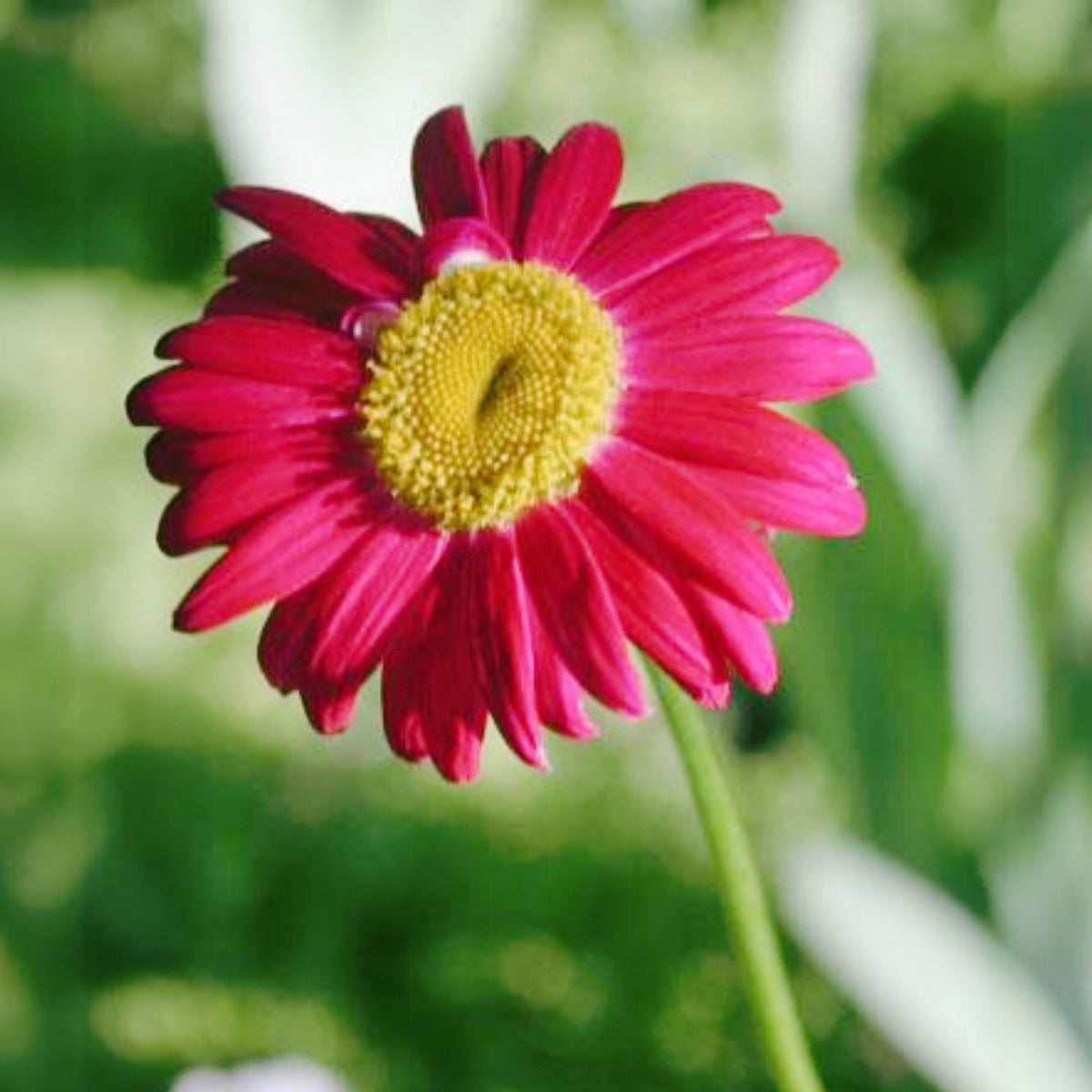 Robinson's Red Daisy Seeds - Attracts Bees & Butterflies, 100 seeds