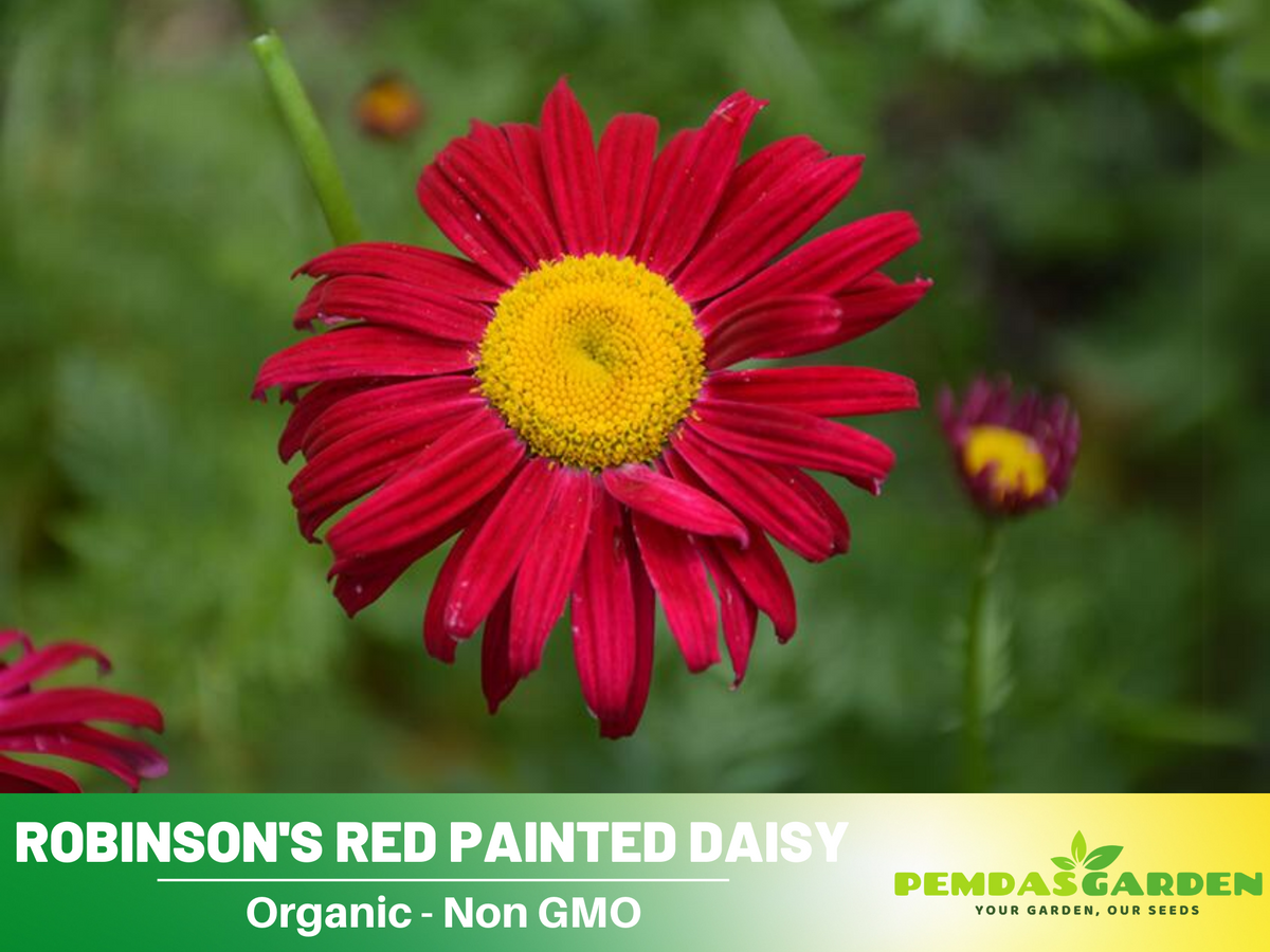 100 Seeds| Robinson's Red Chrysanthemum Seeds #N010