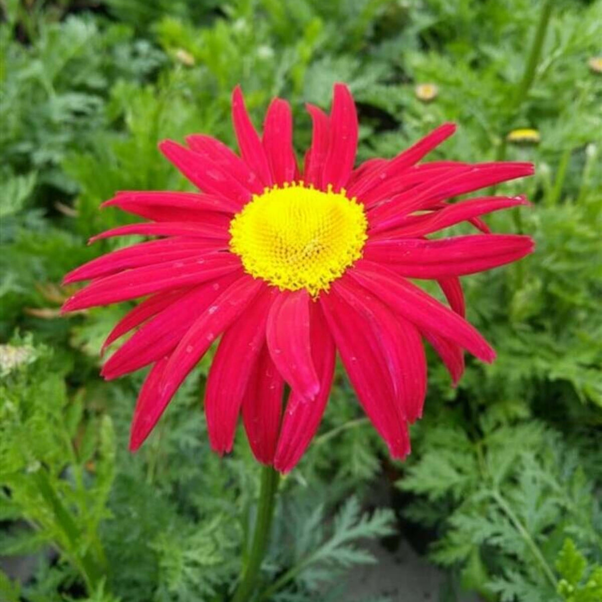 Robinson's Red Daisy Seeds - Attracts Bees & Butterflies, 100 seeds
