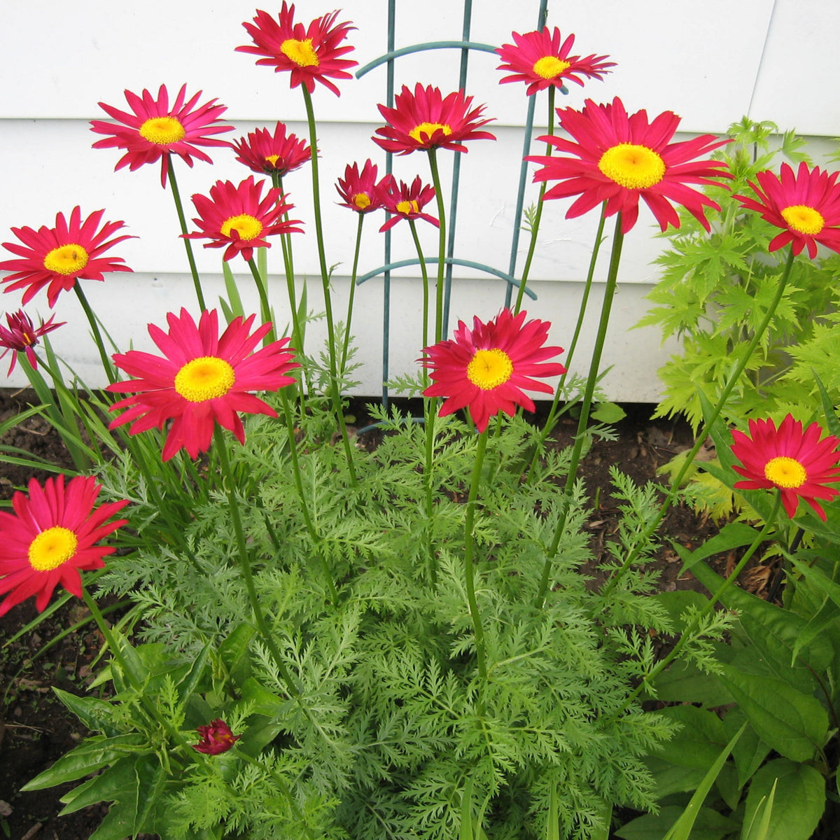 Robinson's Red Daisy Seeds - Attracts Bees & Butterflies, 100 seeds