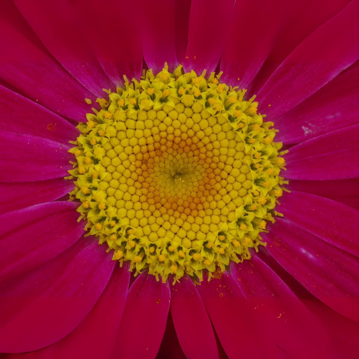 Robinson's Red Daisy Seeds - Attracts Bees & Butterflies, 100 seeds
