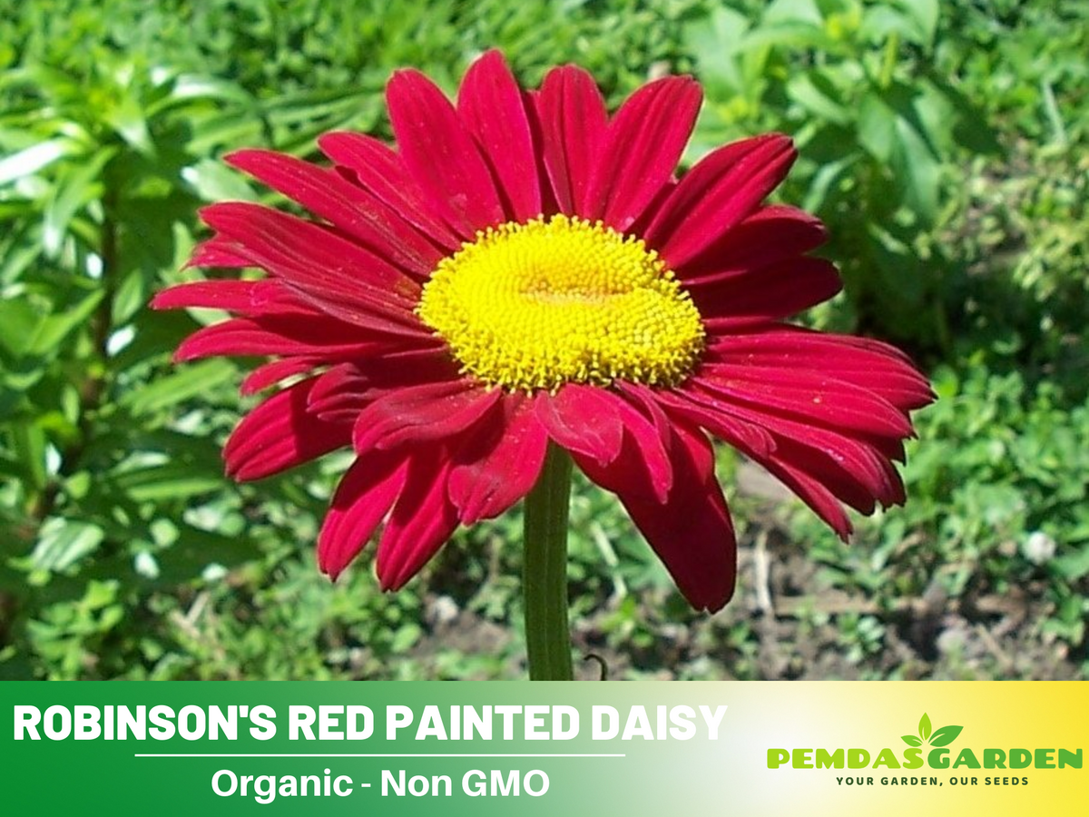 100 Seeds| Robinson's Red Chrysanthemum Seeds #N010