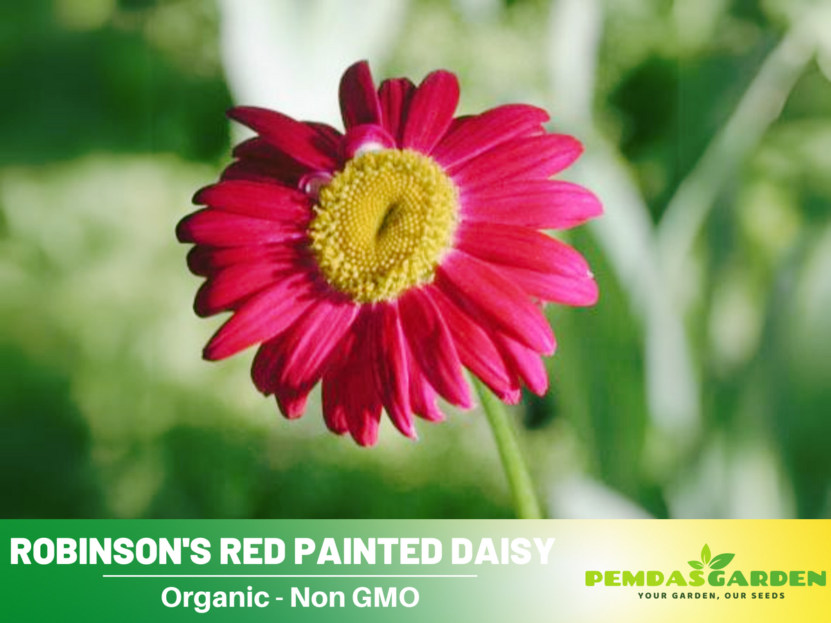 100 Seeds| Robinson's Red Chrysanthemum Seeds #N010