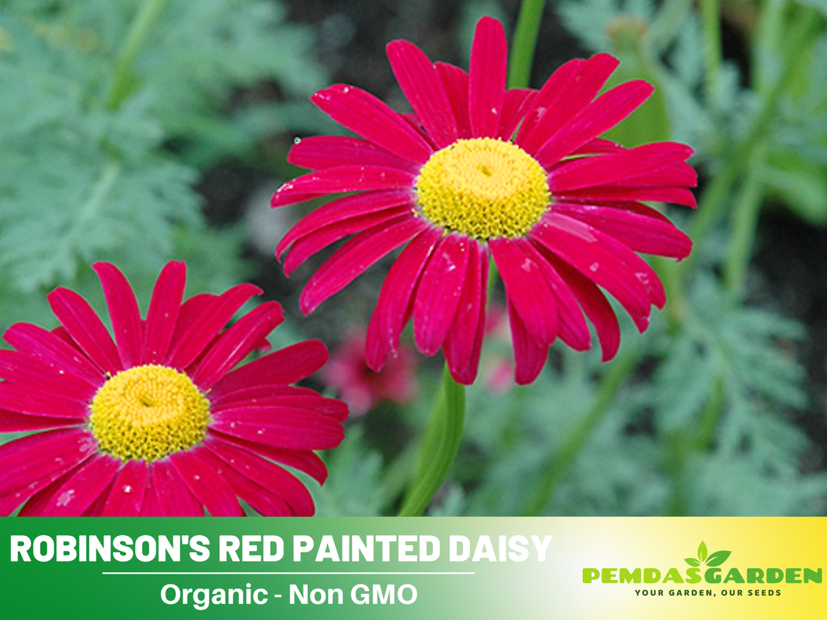 100 Seeds| Robinson's Red Chrysanthemum Seeds #N010