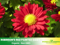 100 Seeds| Robinson's Red Daisy Seeds - Bellis perennis Charming Perennial Flower Blooms for Garden Borders Containers and Lawns, Attracts bees & butterflies#N010