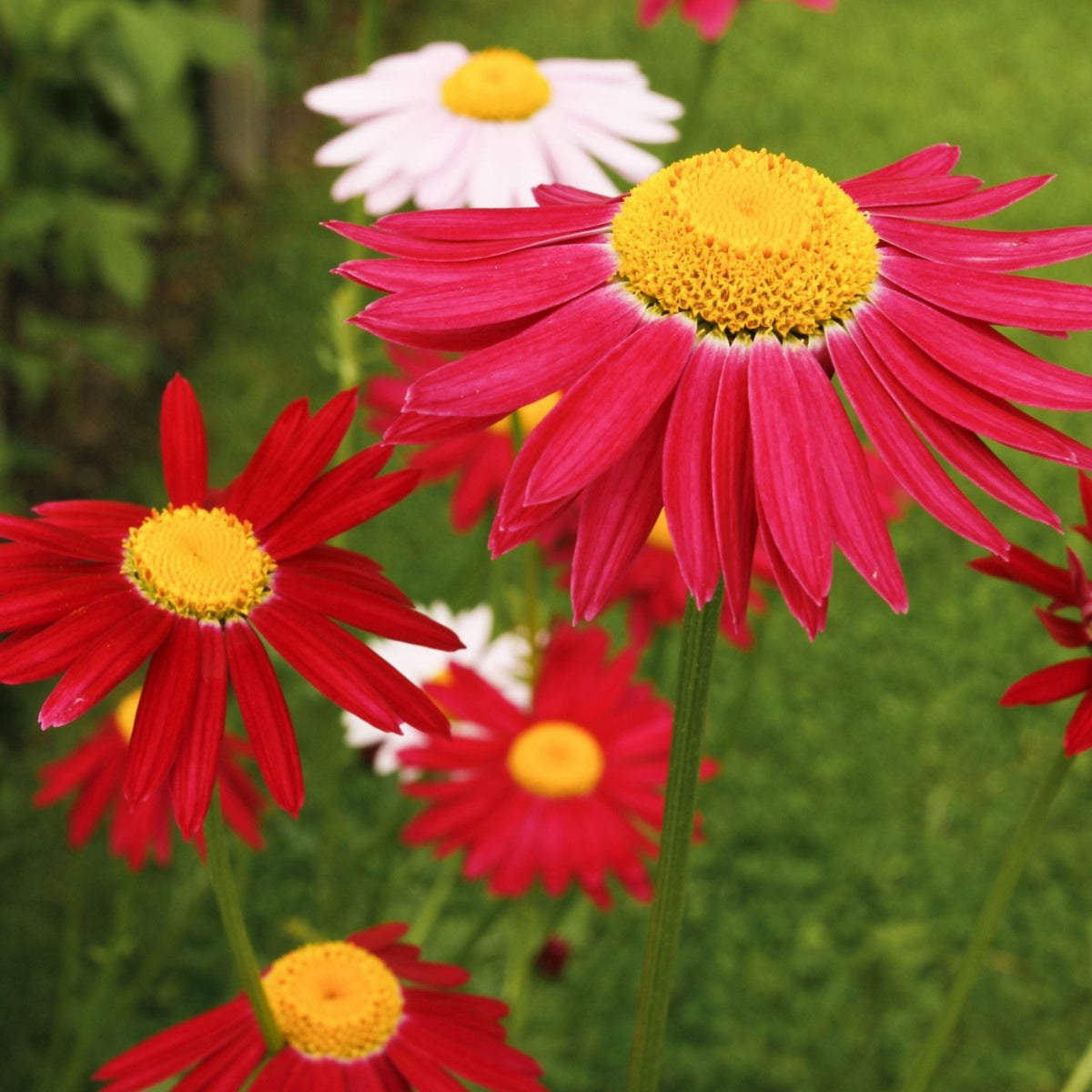 Robinson's Red Daisy Seeds - Attracts Bees & Butterflies, 100 seeds