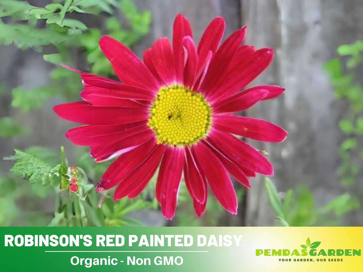 100 Seeds| Robinson's Red Chrysanthemum Seeds #N010