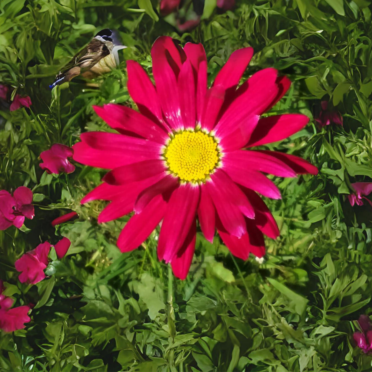 Robinson's Red Daisy Seeds - Attracts Bees & Butterflies, 100 seeds