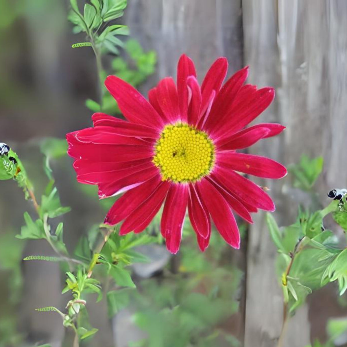 Robinson's Red Daisy Seeds - Attracts Bees & Butterflies, 100 seeds