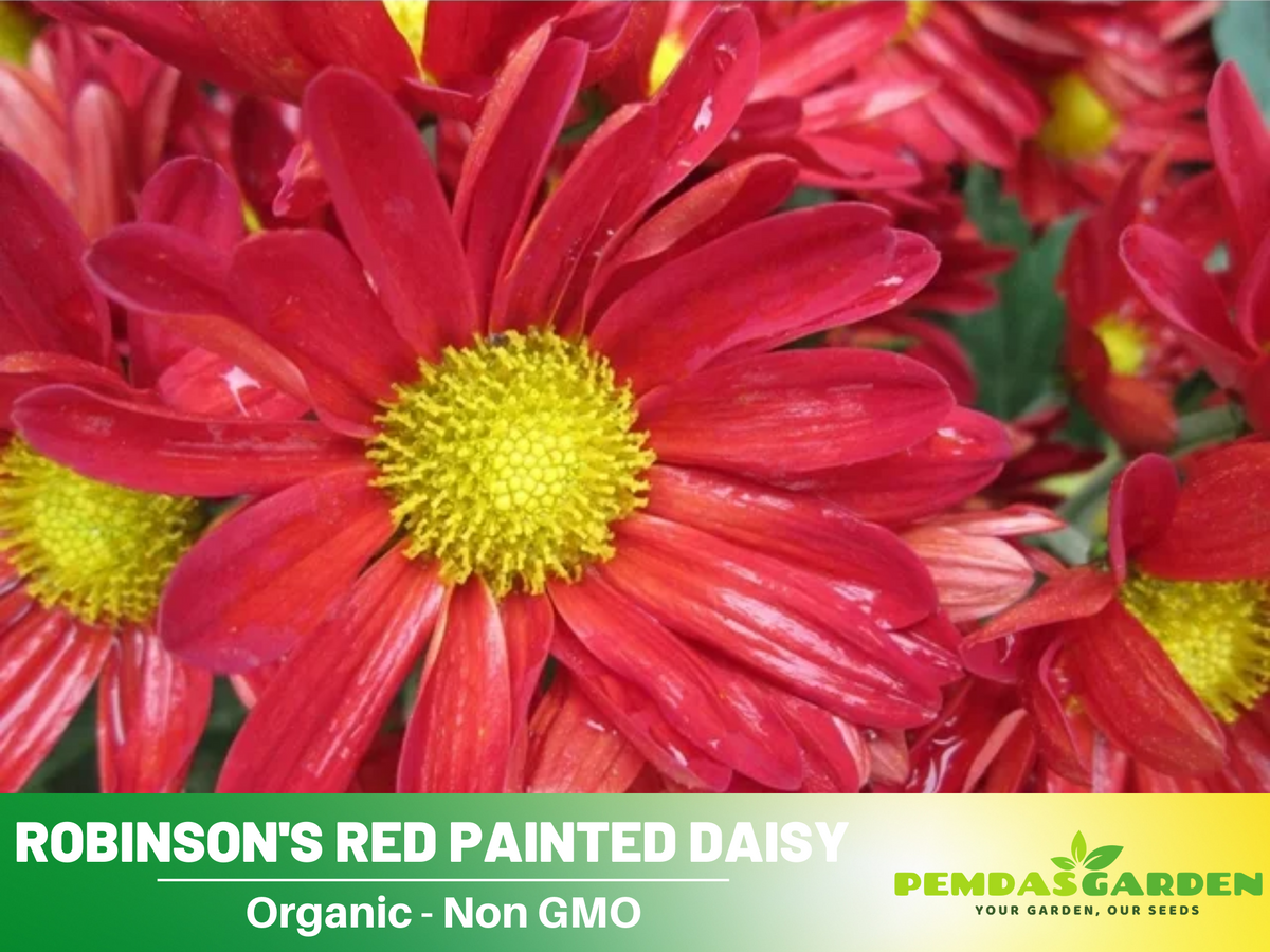 100 Seeds| Robinson's Red Chrysanthemum Seeds #N010