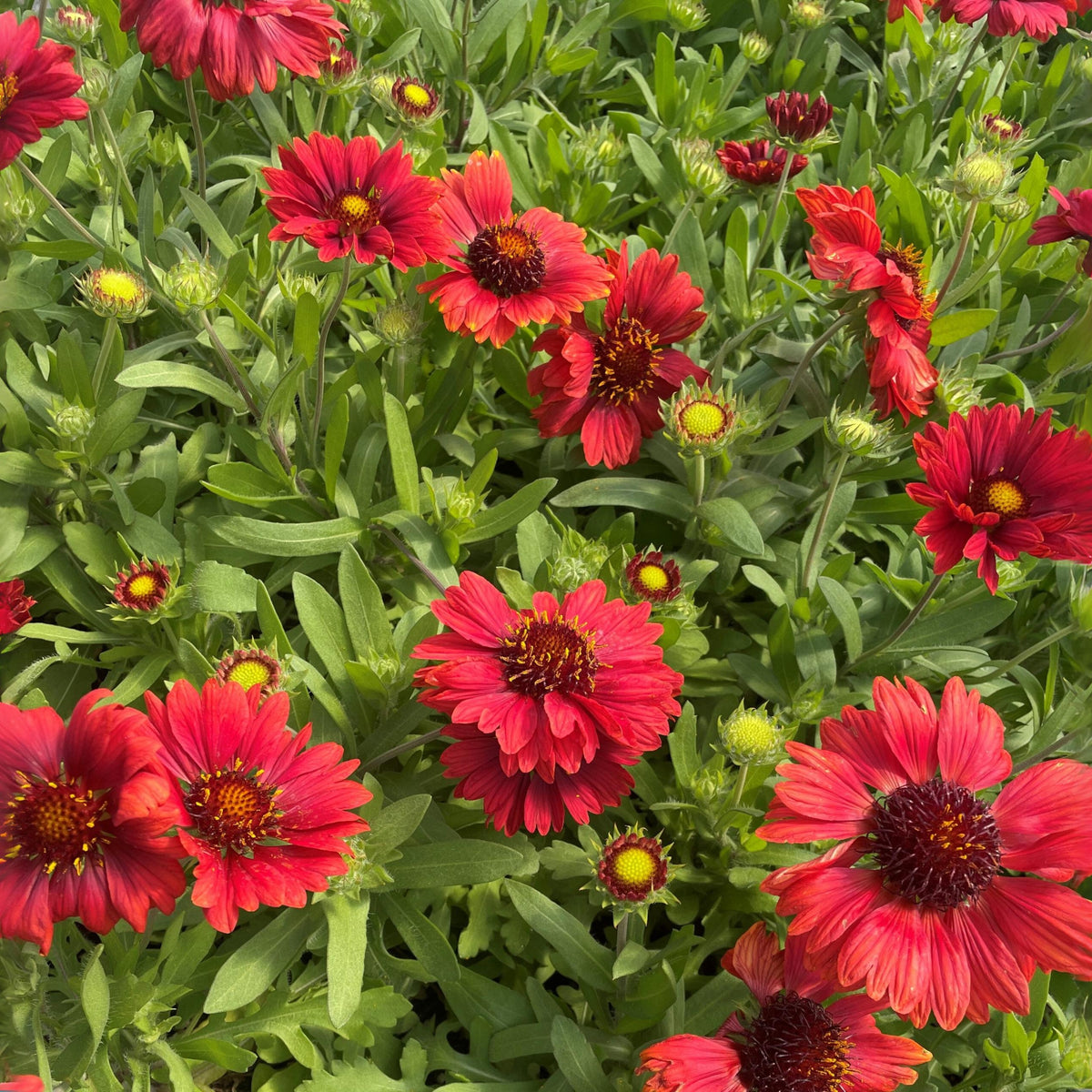 Burgundy Gaillardia Seeds - Blanket Flower, Vibrant Red, 20 seeds