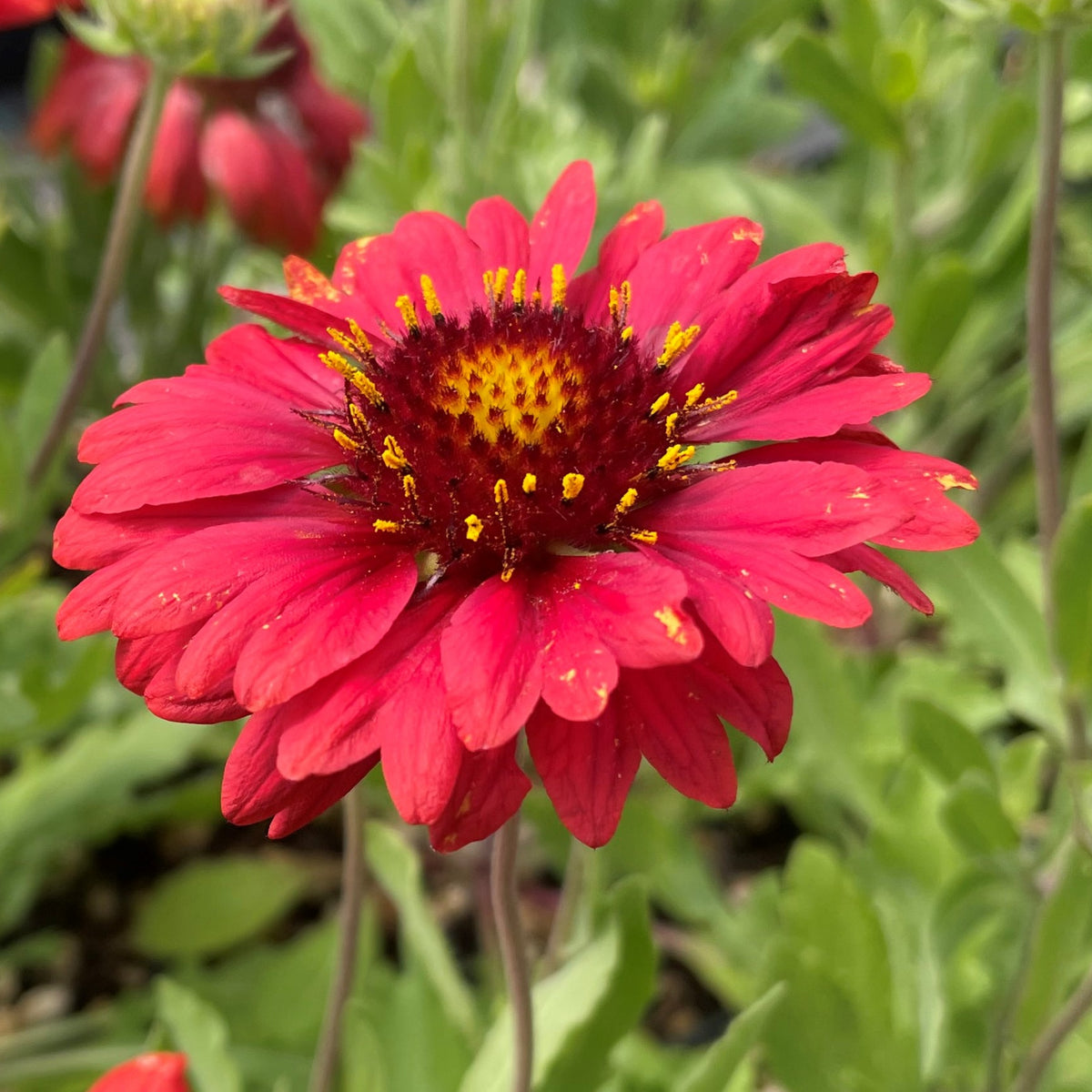 Burgundy Gaillardia Seeds (Blanket Flower) - Vibrant Red, 20 seeds