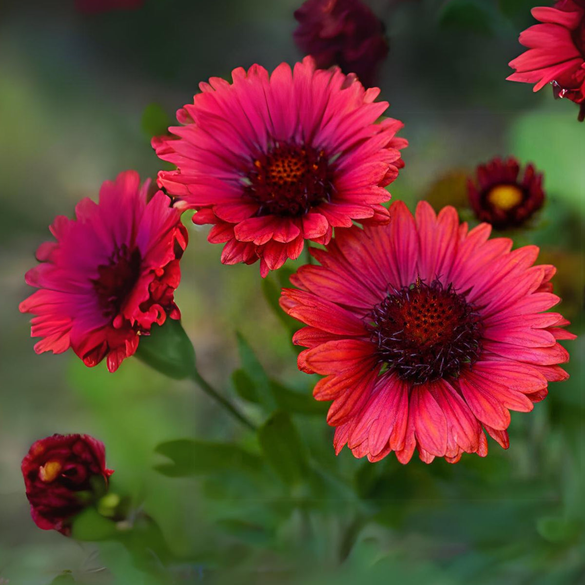 Burgundy Gaillardia Seeds - Blanket Flower, Vibrant Red, 20 seeds