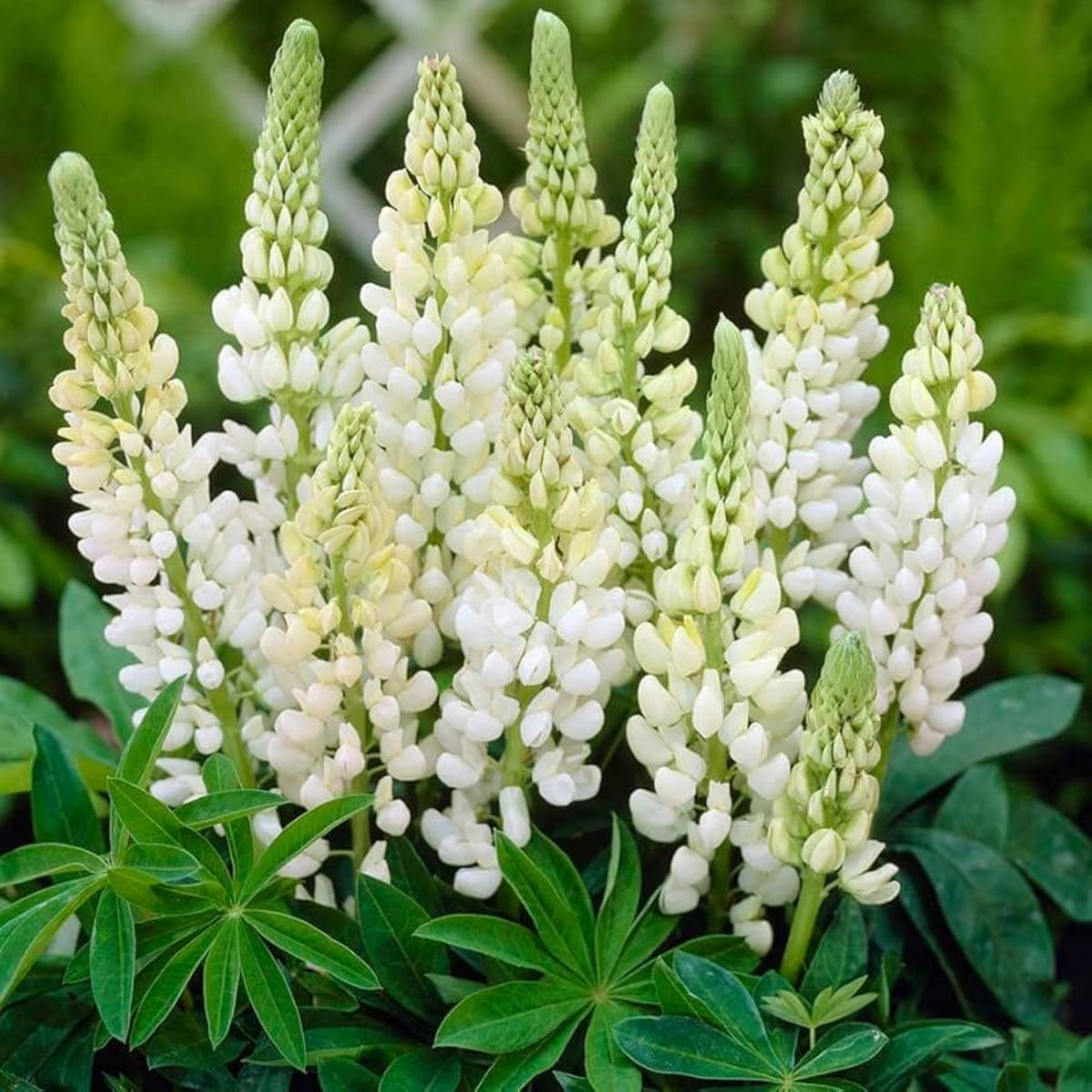 Lupinus ‘Gallery White’ (Lupine) Seeds, Bluebonnet