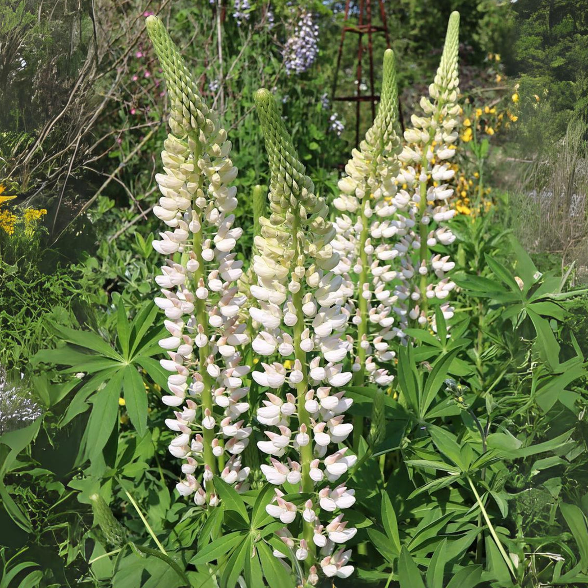 Gallery White Lupine (Lupinus ‘Gallery White’) Seeds