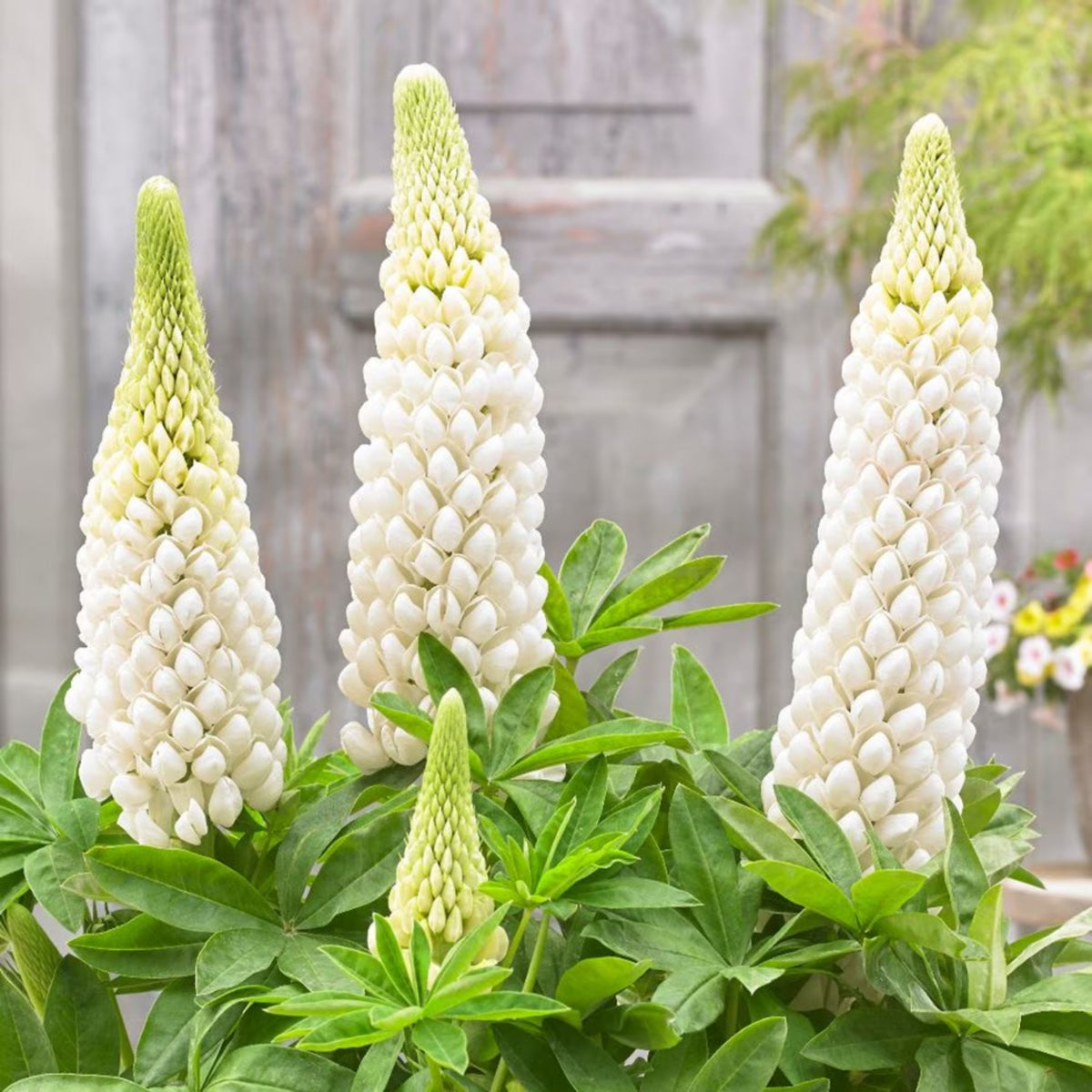 Lupinus ‘Gallery White’ (Lupine) Seeds, Bluebonnet