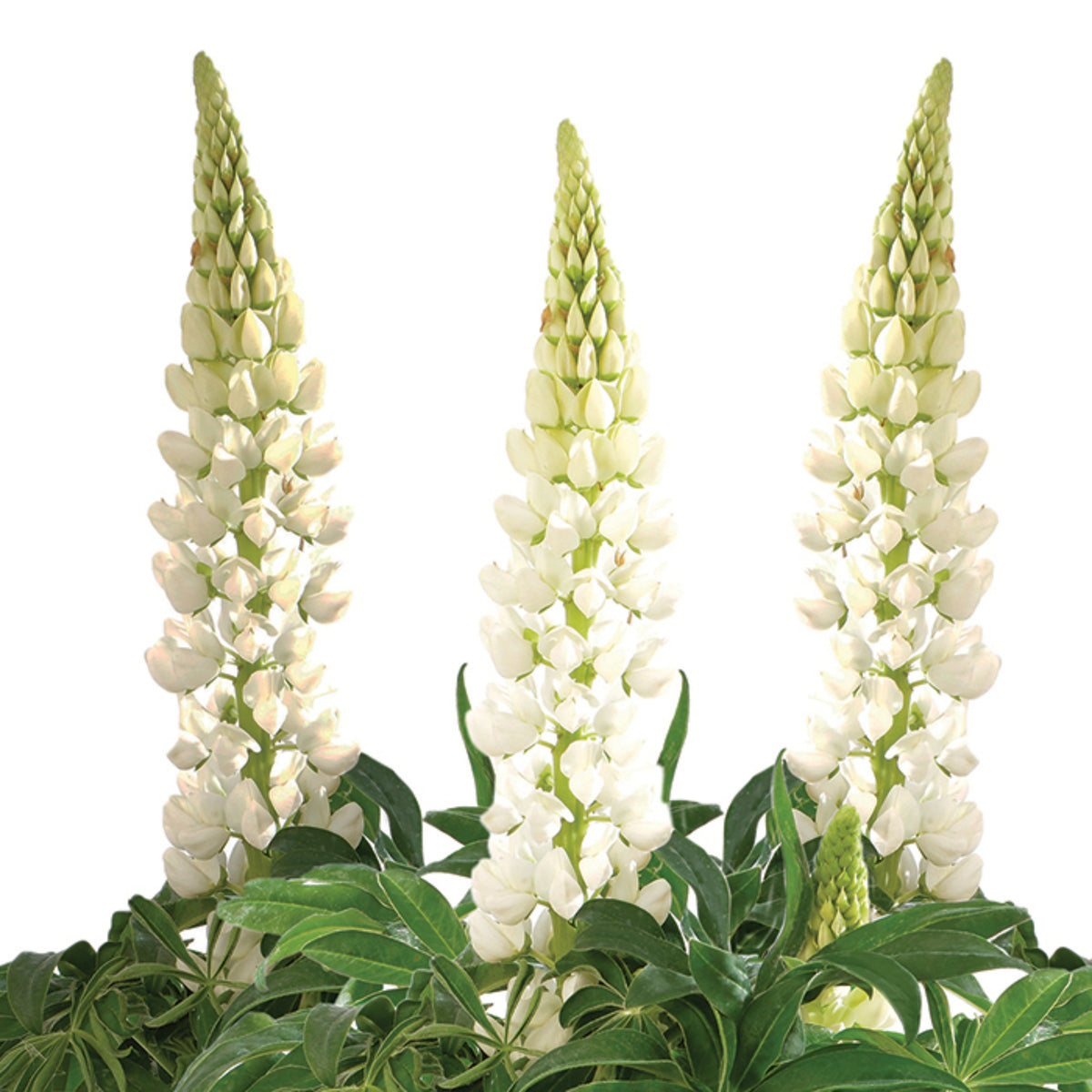 Gallery White Lupine (Lupinus ‘Gallery White’) Seeds