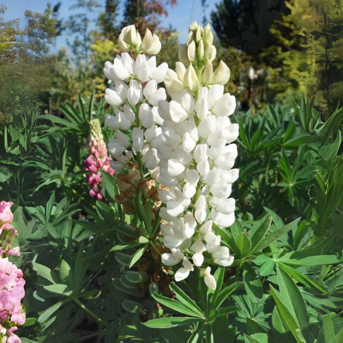Gallery White Lupine (Lupinus ‘Gallery White’) Seeds