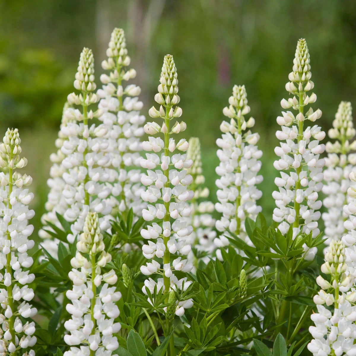 Gallery White Lupine (Lupinus ‘Gallery White’) Seeds