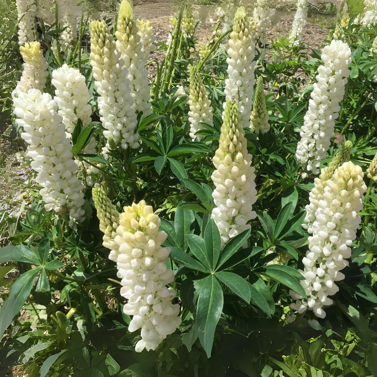 Lupinus ‘Gallery White’ (Lupine) Seeds, Bluebonnet