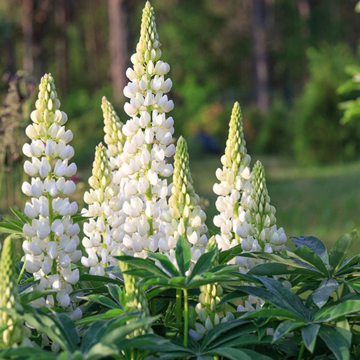 Lupinus ‘Gallery White’ (Lupine) Seeds, Bluebonnet