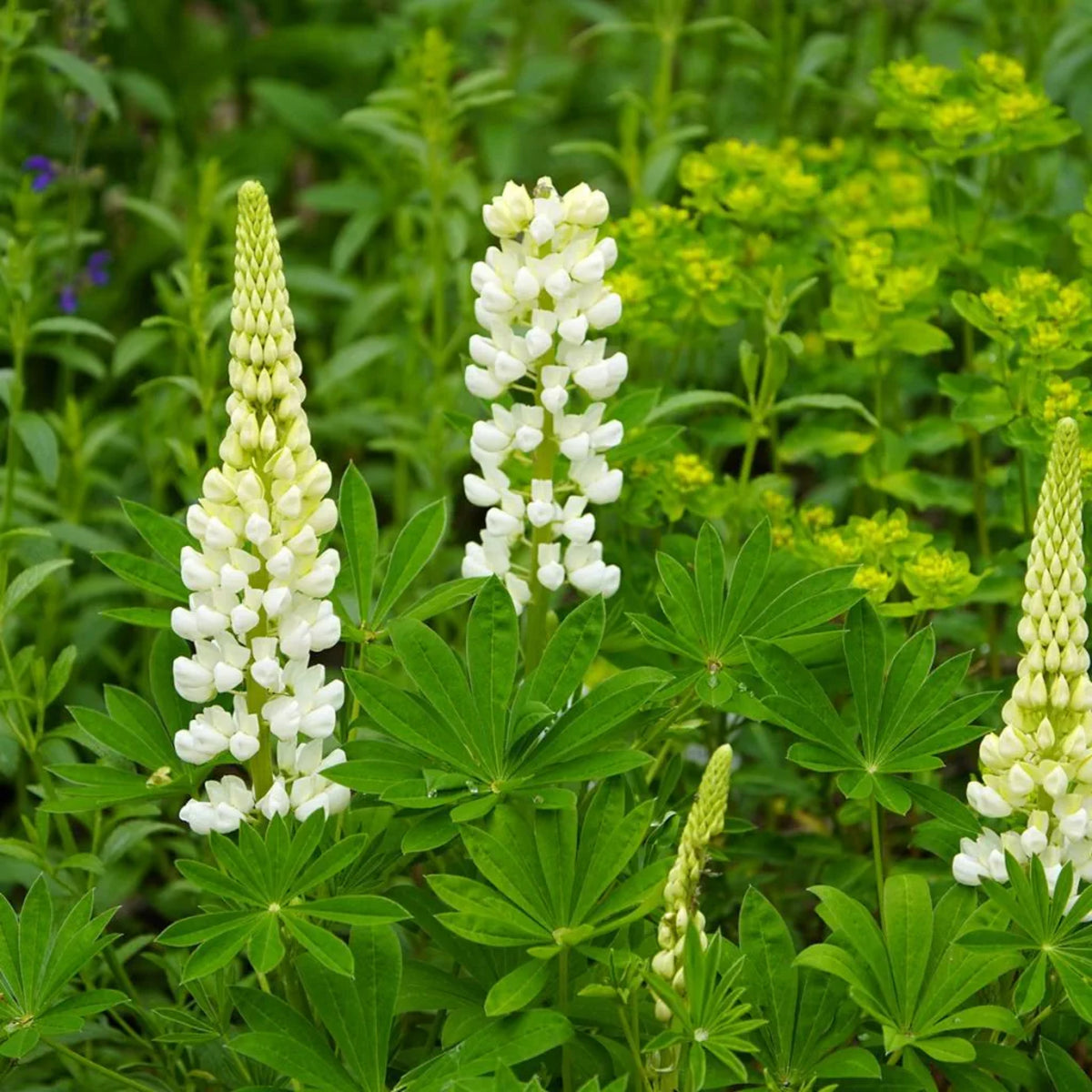 Gallery White Lupine (Lupinus ‘Gallery White’) Seeds