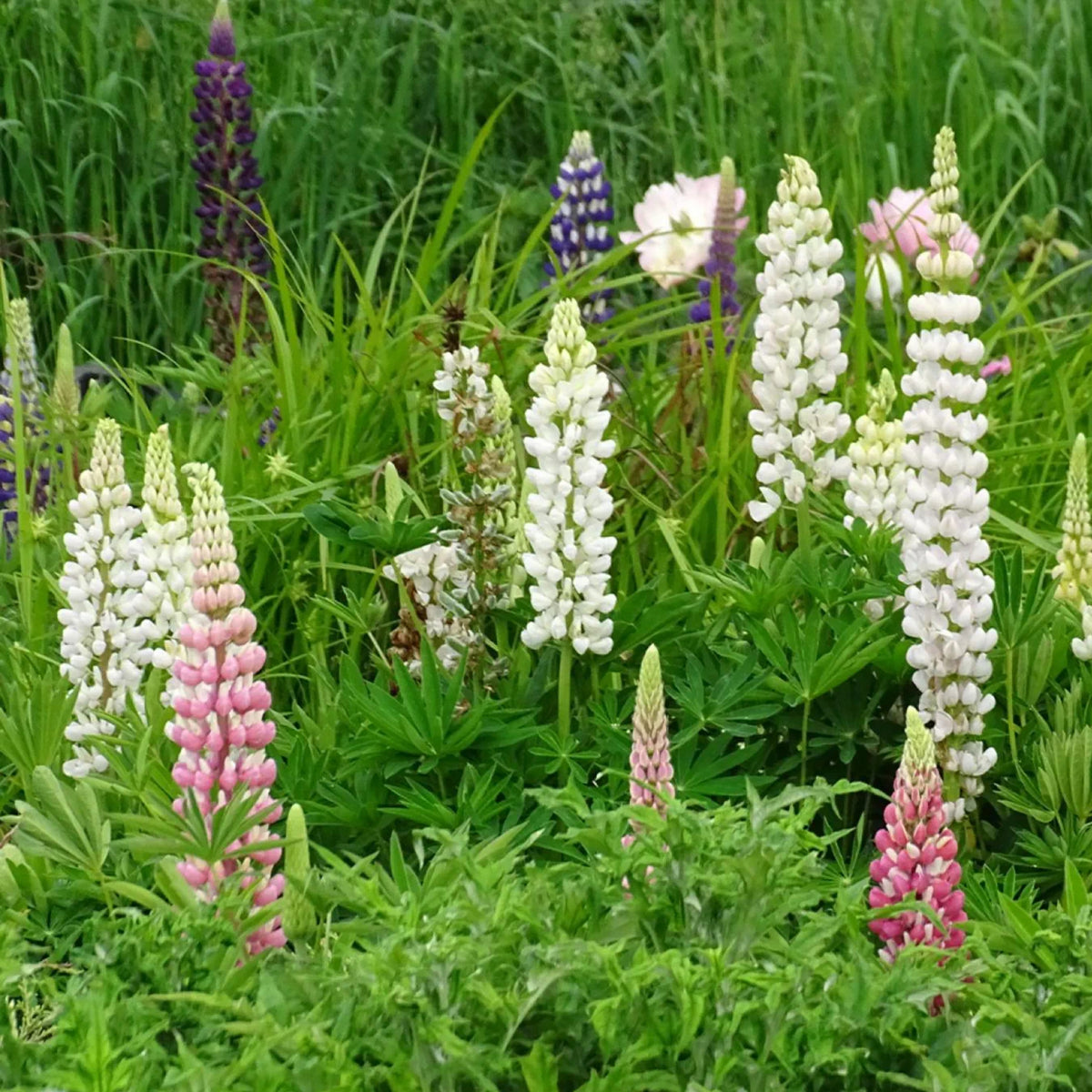 Gallery White Lupine (Lupinus ‘Gallery White’) Seeds
