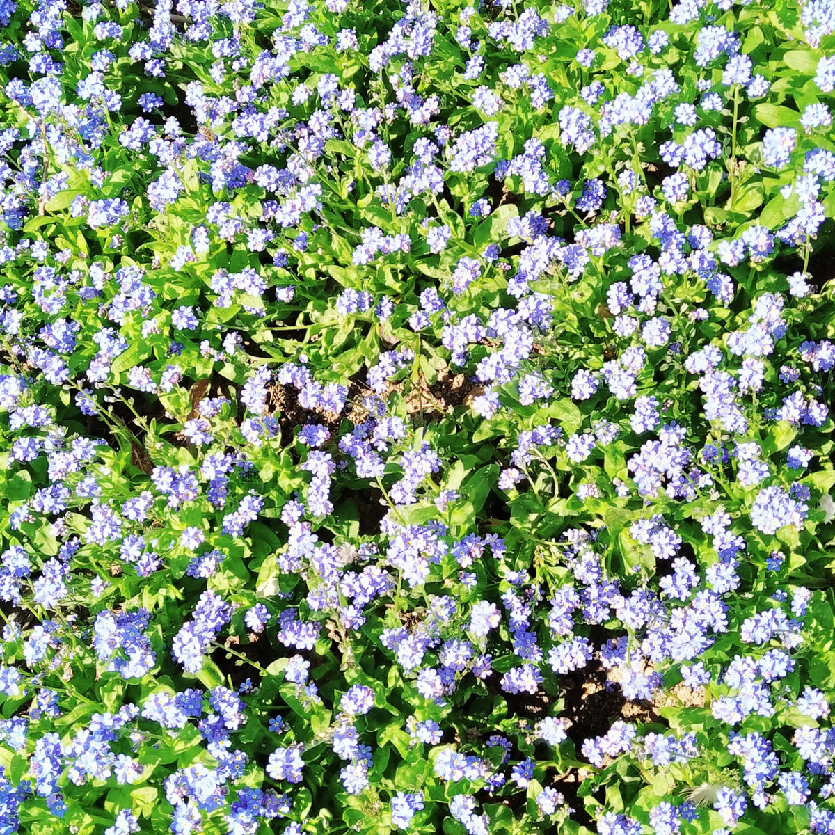 Myosotis Alpestris 'Blue Bouquet' Seeds