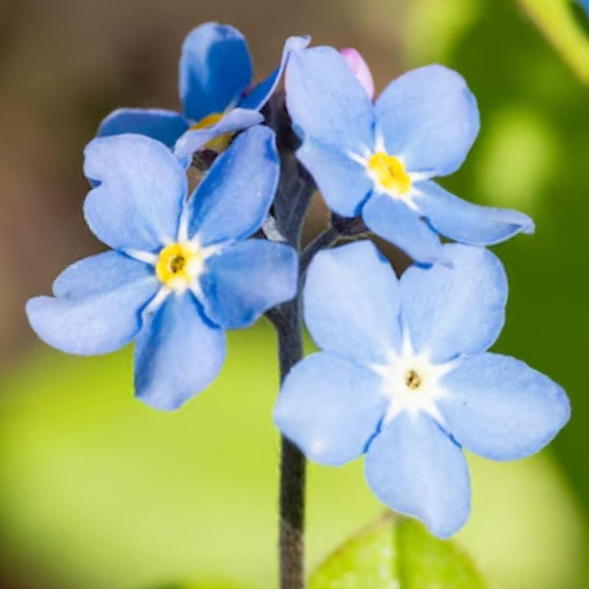 Myosotis Alpestris 'Blue Bouquet' Seeds