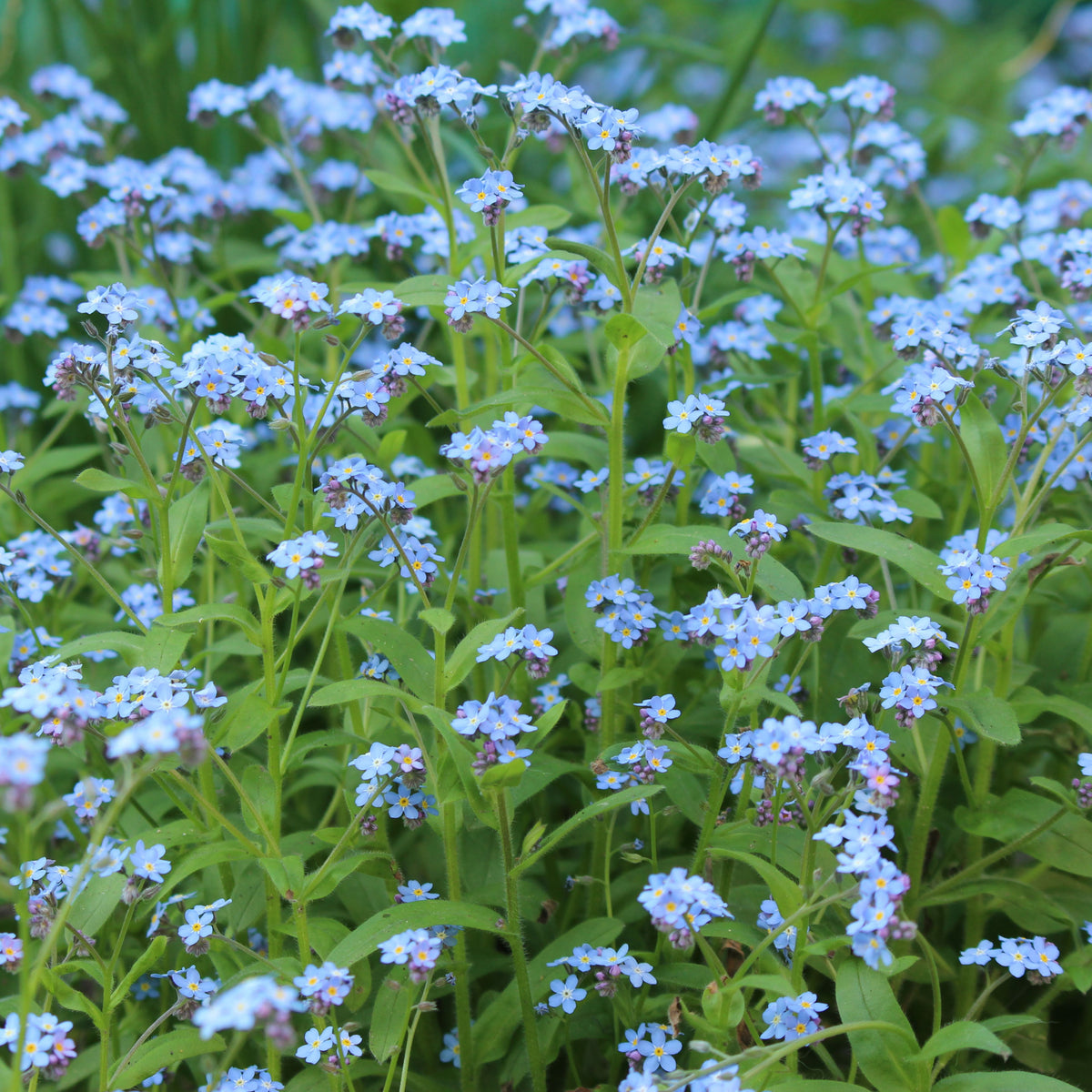 Myosotis Alpestris 'Blue Bouquet' Seeds
