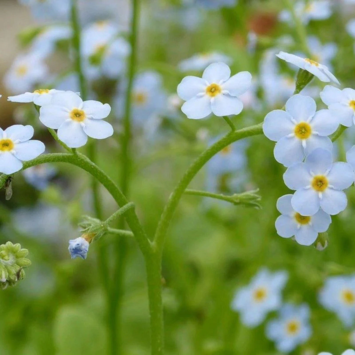 Myosotis Alpestris 'Blue Bouquet' Seeds